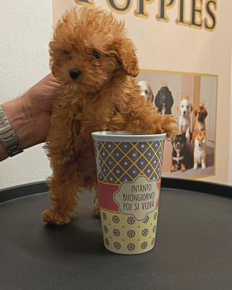 Cuccioli barboncini Toy MiniToy nani ampia scelta