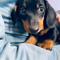 Cuccioli bassotto maschio