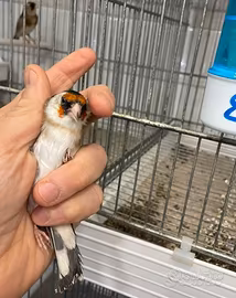 Cardellino femmina 2025