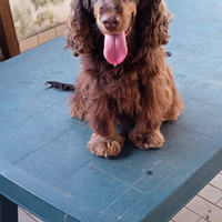 Cocker spaniel Inglese