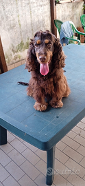 Cocker spaniel Inglese