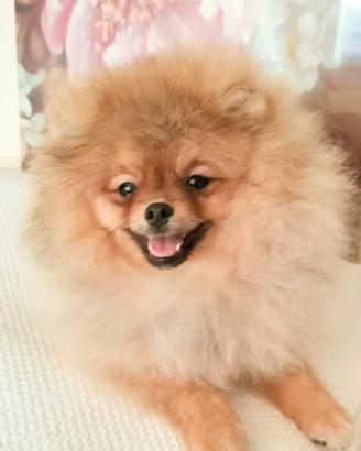 Cucciolo di Spitz di Pomerania nano (Volpino)