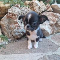 Chihuahua maschietti piccoli belli belli