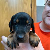 Dobermann Cuccioli
