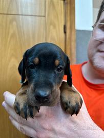 Dobermann Cuccioli