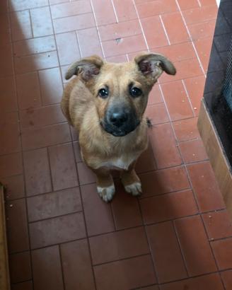 Cucciolo di 3 mesi