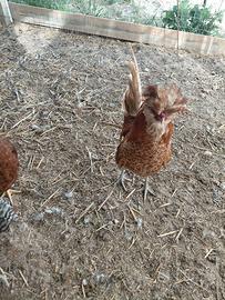 Gallo moroseta australorp padovano ciuffato oro