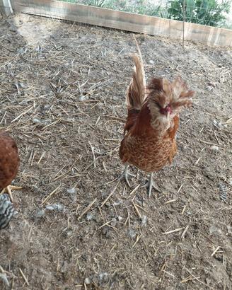 Gallo moroseta australorp padovano ciuffato oro