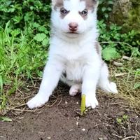 Cucciolo Siberian husky maschio con pedigree
