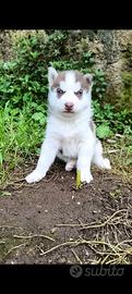 Cucciolo Siberian husky maschio con pedigree
