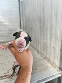 Amstaff cuccioli