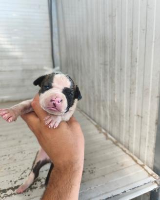 Amstaff cuccioli