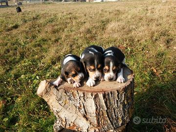 Dolcissimi cuccioli di Beagle