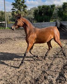 Cavalla purosangue araba,gravida