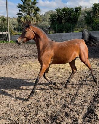 Cavalla purosangue araba,gravida