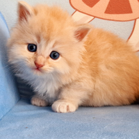 Gatto siberiano cuccioli