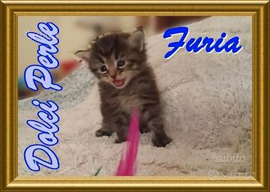 Cuccioli gattini siberiani pedigree- Italia