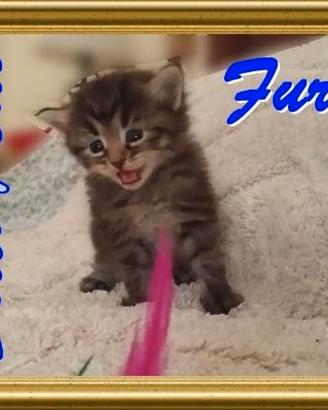 Cuccioli gattini siberiani pedigree- Italia