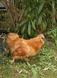 Galletto Moroseta