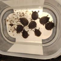 Sternotherus odoratus CB2025