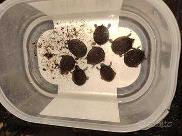 Sternotherus odoratus CB2025