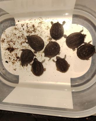 Sternotherus odoratus CB2025