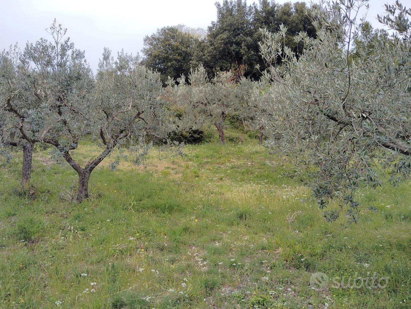 Terreno Spello - Collepino - Vista 4