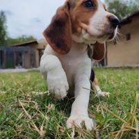 Beagle tricolori