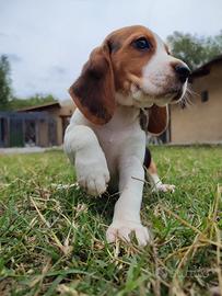 Beagle tricolori