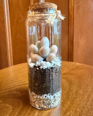 Terrarium con pianta grassa – decorazione in vetro