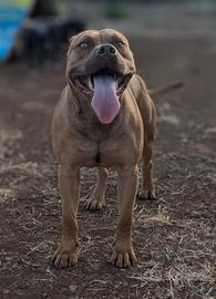 Pitbull maschio 4 anni con pedigree