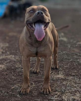 Pitbull maschio 4 anni con pedigree