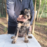 Cuccioli di setter inglese