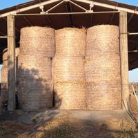 Fieno brado annata 2025