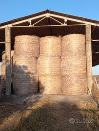 Fieno brado annata 2025