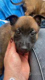 Cuccioli pastore belga Malinois