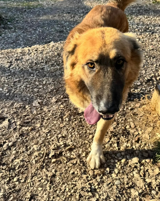 Oscar adozione del cuore