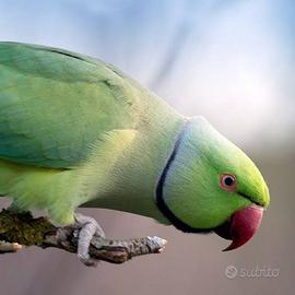 Coppia parrucchetti dal collare giovani verdi