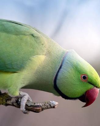 Coppia parrucchetti dal collare giovani verdi
