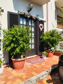 piante in vasi grandi 