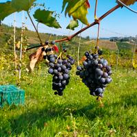 vino Sangiovese sfuso