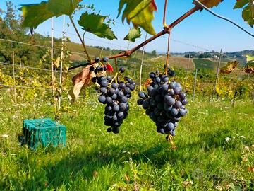 vino Sangiovese sfuso