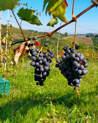 vino Sangiovese sfuso