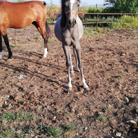 Puledro purosangue arabo