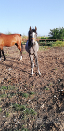 Puledro purosangue arabo