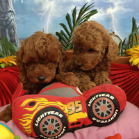 Disponibili Cuccioli Barboncino Rosso Red