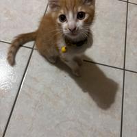 Animali