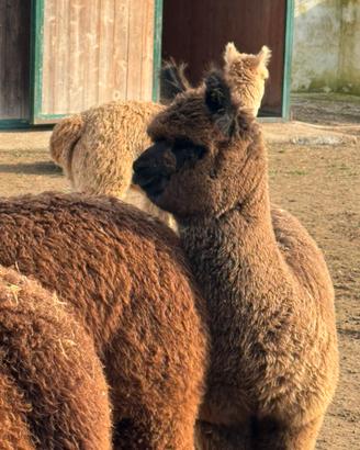 Top alpaca