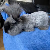 Coniglio angora inglese di linea indonesiana