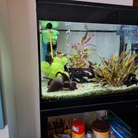 acquario askoll 70 litri